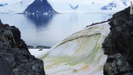 Salju berubah menjadi hijau di Antartika - dan perubahan iklim akan memperburuknya