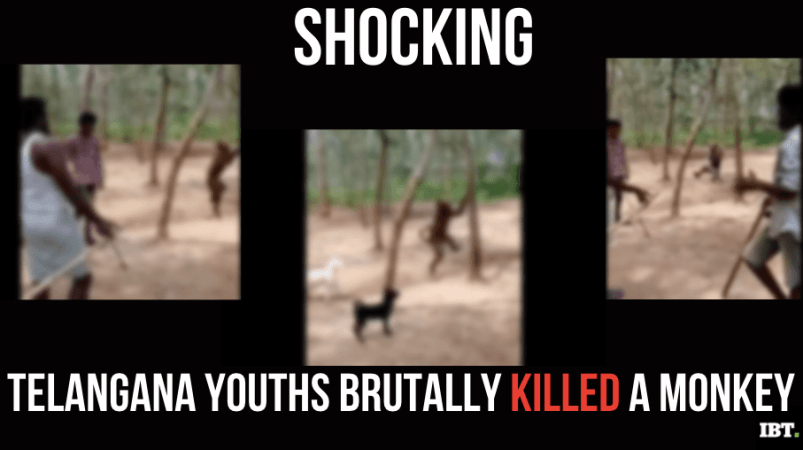 Monyet terbunuh di Telangana