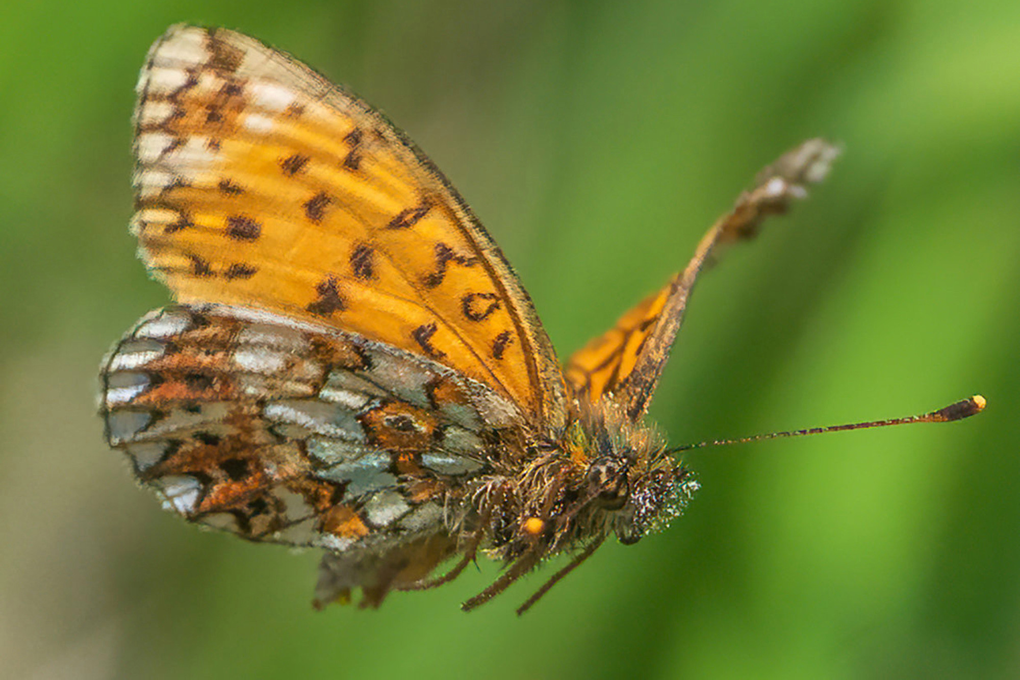 Fotografer mengambil gambar  luar biasa dari kupu  kupu  
