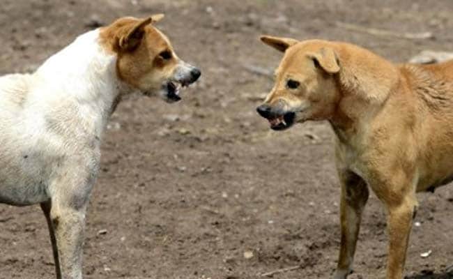 Nagaland Melarang Daging Anjing Setelah Keributan di Internet