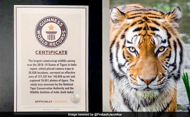 Sensus Harimau India 2018 Membuatnya Menjadi Guinness Book Of World Records