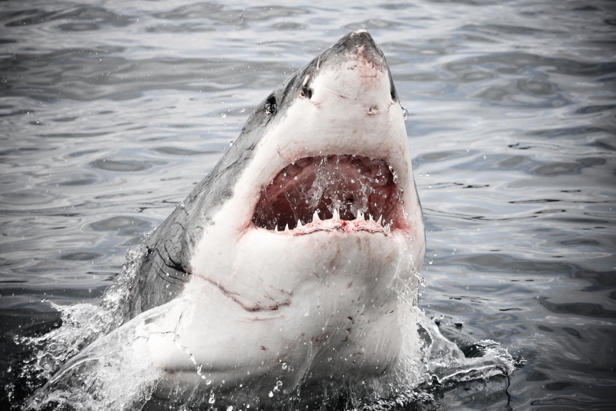 Wanita terbunuh dalam serangan hiu yang jelas saat berenang di Maine