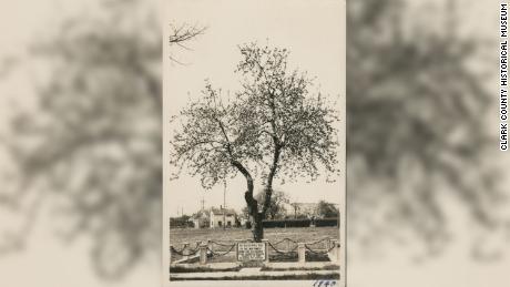 Pohon Apel Tua dalam gambar dari tahun 1940.